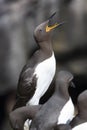 Guillemots - Island of Lunga - Scotland Royalty Free Stock Photo