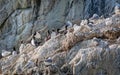 Guillemots and Kittywakes nesting with young on cliff face in Evighedsfjord, Greenland Royalty Free Stock Photo