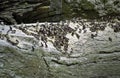 Guillemots, Shetland Royalty Free Stock Photo