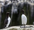 Guillemots Royalty Free Stock Photo
