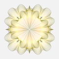 Guilloche Rosette isolated on a white background. Royalty Free Stock Photo