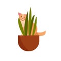 Guilty cat flat color character. Cute naughty playful cat eat, damage houseplats. Kitten play with house plants, flower