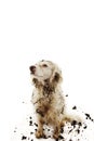 GUILTY DIRTY DOG AFTER PLAY IN A MUD PUDDLE. ISOLATED STUDIO SHOT ON WHITE BACKGROUND