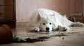 Guilty dog on the floor next to an overturned flower Royalty Free Stock Photo