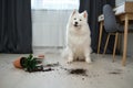 Guilty dog on the floor next to an overturned flower Royalty Free Stock Photo