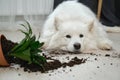 Guilty dog on the floor next to an overturned flower Royalty Free Stock Photo