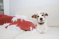 Guilty dog mischief. funny jack russell alone at home after bite and destroy a pillow. separation anxiety concept Royalty Free Stock Photo