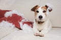 Guilty dog mischief. funny jack russell alone at home after bite and destroy a pillow, sitting over a sofa. separation anxiety Royalty Free Stock Photo