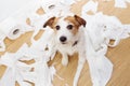 Guilty dog mischief after play bitting rolling toilet. disobey concept alone home Royalty Free Stock Photo