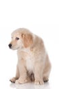 Guilty Golden Retriever puppy isolated on white background Royalty Free Stock Photo