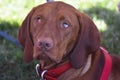 Guilty Look on the Face of a Hungarian Vizsla Royalty Free Stock Photo