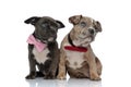 Guilty looking Amstaff puppies staring upwards and wearing bow ties