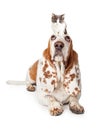 Guilty Looking Basset Hound Dog Laying Royalty Free Stock Photo