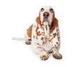 Guilty Looking Basset Hound Dog Laying Royalty Free Stock Photo