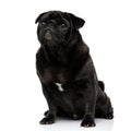 Guilty looking black pug staring and waiting