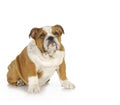 Guilty looking dog Royalty Free Stock Photo