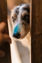 Guilty looking dog with a smear of blue paint on his nose peeking through a cracked door