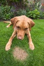 Dog sitting next to a dead patch of grass cause by dog wee or urine Royalty Free Stock Photo