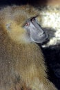 Guinea Baboon
