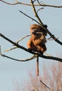 Guinea Baboon