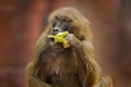 Guinea baboon, Papio papio, monkey from Guinea, Senegal and Gambia. Detail of wild mammal in the nature habitat. Monkey feeding Royalty Free Stock Photo