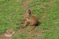 Guinea baboon, Papio papio