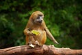 Guinea baboon, Papio papio, monkey from Guinea, Senegal and Gambia. Wild mammal in the nature habitat. Monkey feeding fruits in th