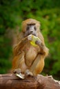 Guinea baboon, Papio papio, monkey from Guinea, Senegal and Gambia. Wild mammal in the nature habitat. Monkey feeding fruits in th Royalty Free Stock Photo