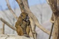 Guinea Baboon picking its teeth Royalty Free Stock Photo