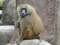 Guinea baboon Royalty Free Stock Photo