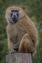 Guinea baboon