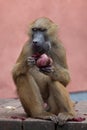 Guinea baboon (Papio papio). Royalty Free Stock Photo