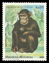 Monkey, Chimpanzee