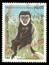 Monkey, Mantled Guereza