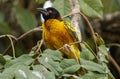 Guinea Boke Province Kamsar. weiver bird Royalty Free Stock Photo