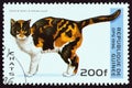 GUINEA - CIRCA 1996: A stamp printed in Guinea from the `Cats` issue shows Tortoiseshell and White Shorthair cat, circa 1996.