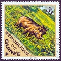 GUINEA - CIRCA 1975: A stamp printed in Guinea from the `Wild Animals` issue shows a Desert Warthog Phacochoerus aethiopicus