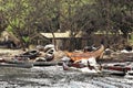 Guinea Conakry West Africa Kamsar river Nuniez