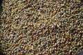 Guinea Corn Grain Royalty Free Stock Photo