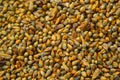 Guinea Corn Grain Closeup 2 Royalty Free Stock Photo