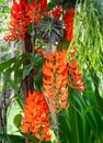 Guinea creeper or Red Jade Vine flower are planted on pergola at front yard