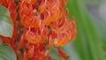 Guinea creeper or Red Lade Vine flower are planted on pergola