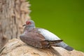 Guinea dove resting on a stone