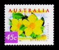 Guinea Flower - Hibbertia scandens, Nature of Australia - Coastal Flowers serie, circa 1999