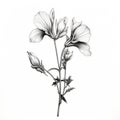 Realistic Black And White Flower Drawing With Delicate Markings Royalty Free Stock Photo