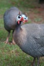 Guinea Fowl