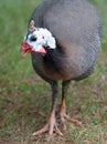 Guinea Fowl