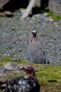 Guinea Fowl