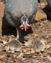 Guinea fowl and baby chicks Royalty Free Stock Photo