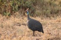 Guinea fowl bird in the african savannah. Royalty Free Stock Photo